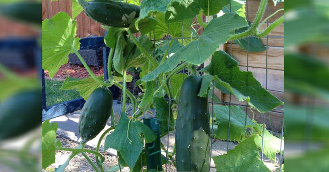 Stop Growing Cucumbers The Wrong Way Here Is The CORRECT Vertical