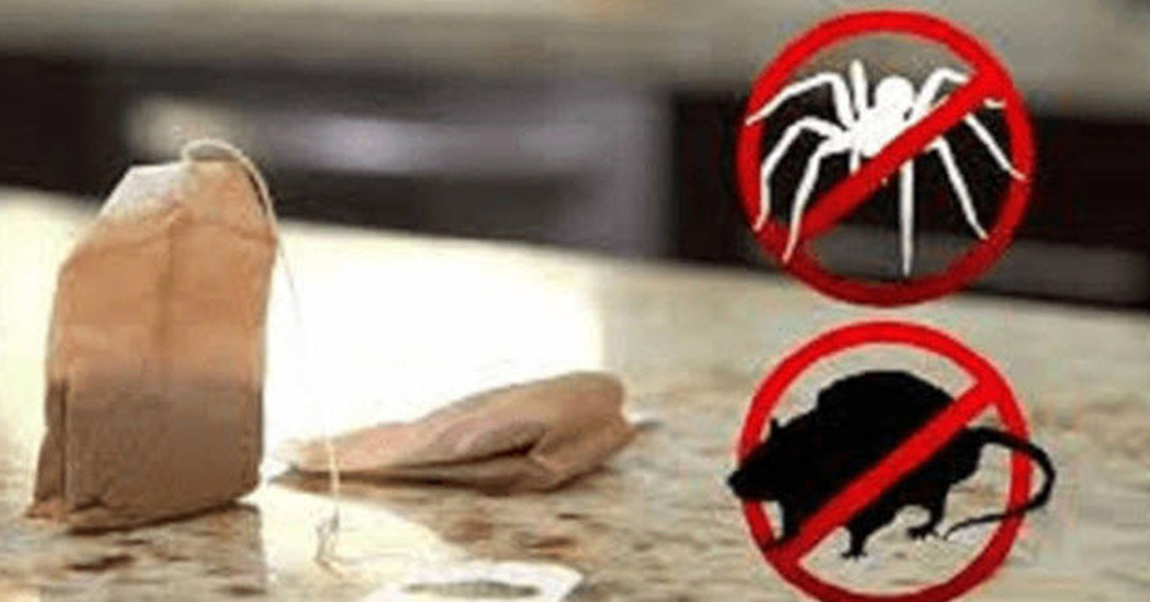 This Simple Tea Bag Method Keeps Rats And Spiders Out Of Your Home
