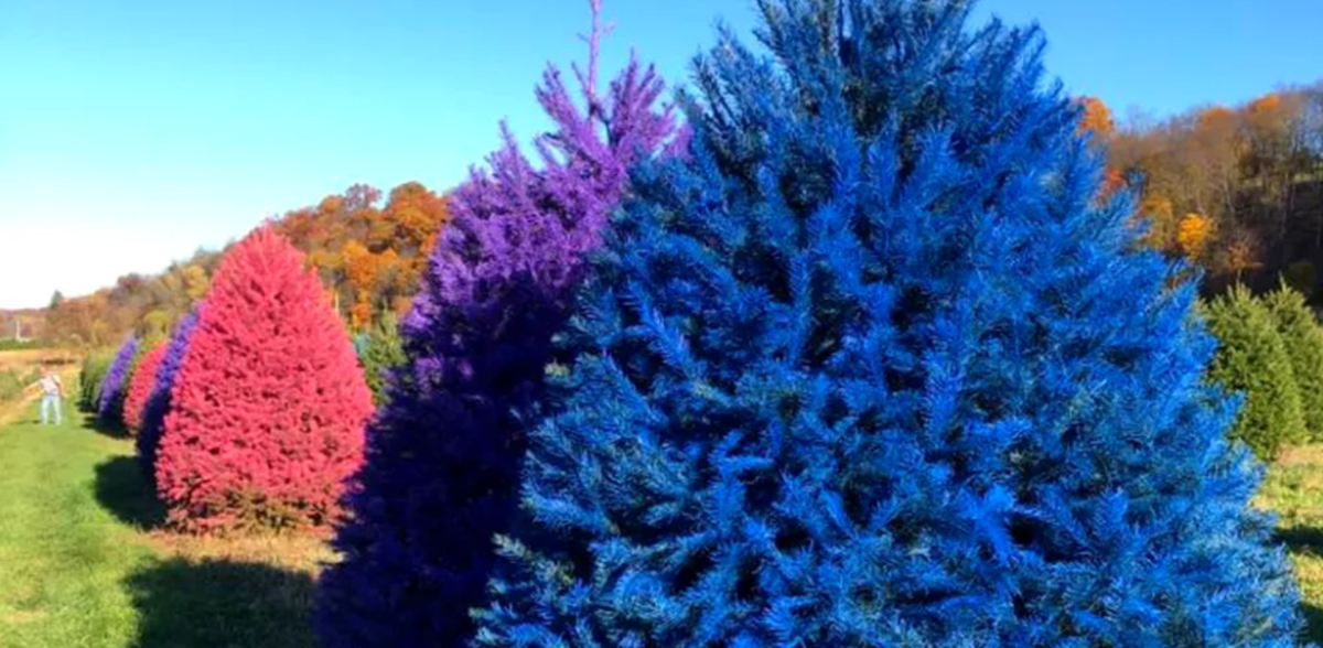 Create A New Look This Holiday Season With A Vibrant Rainbow Christmas Tree